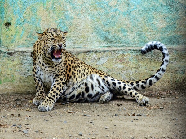 "Leopard Seeks Shelter in Tamil Nadu Home Amid Diwali Crackers, Monitored by Forest Officials"




