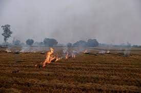 Punjab and Haryana Farmers Adapt Tactics to Conceal Crop Burning