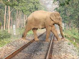 "Indian Railways to Deploy AI-Based 'Gajraj System' to Safeguard Elephants on Tracks"