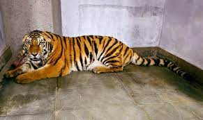 Endangered Siberian Tigers Arrive in Darjeeling, Marking India's Reintroduction After 12 Years