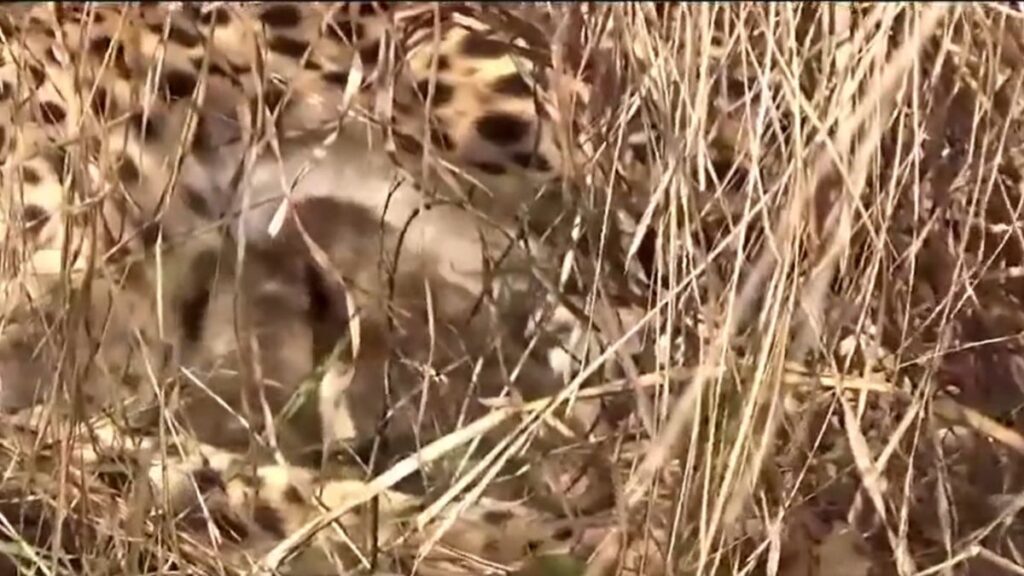 "Namibian Cheetah 'Jwala' Welcomes Three Cubs in Kuno National Park: Union Minister"