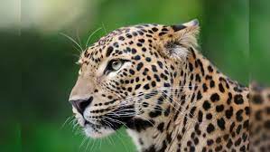 Leopard Enters House in Delhi's Roop Nagar, Injures Five People