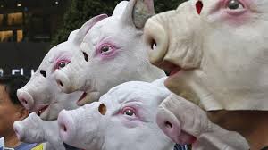 African Swine Fever Outbreak Reported in Kerala: Symptoms, Precautions, and Modes of Transmission