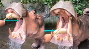 Viral Video Showcases Hippo's Dental Care, Captivating Social Media