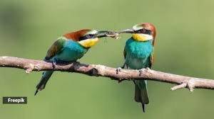 Birds May Have a Secret Language: Scientists Decode the Mystery of Birdsong